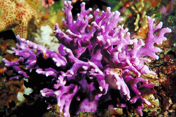 This purple hydrocoral help protect the coral's white skeleton from sunlight.