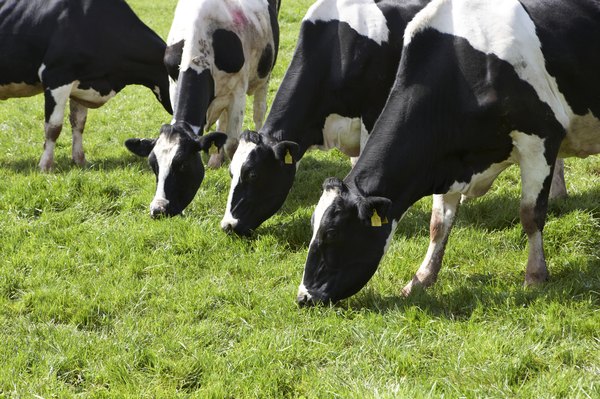 Dairy cows grazing in a field.