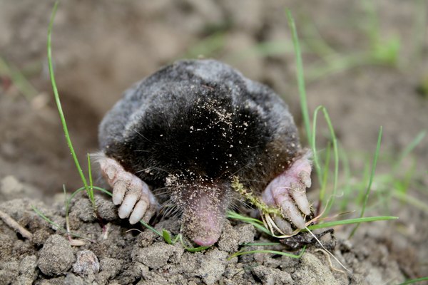 A mole in the sparse grass with his snout on a mound of dirt.