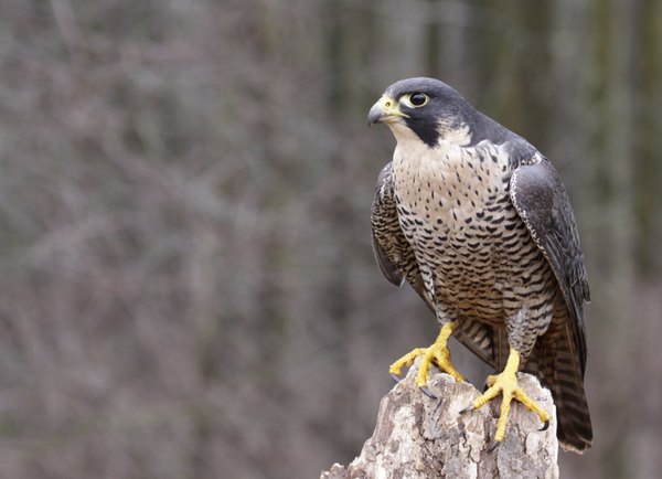 birds of prey like the peregrine falcon can be found on the north central plains