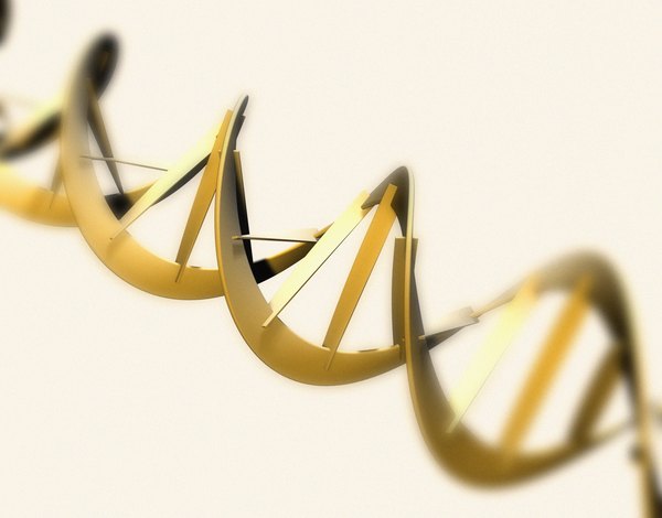 The DNA double helix is held together by base pairs and a sugar-phosphate backbone.