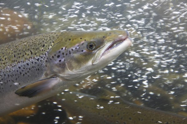 salmon can be found in tundra waters