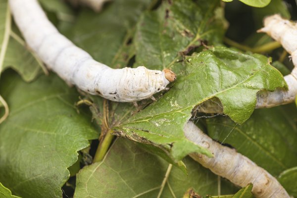A silkworm on a leaf.