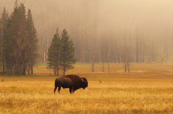 Photo Credit: Ingram Publishing/Ingram Publishing/Getty Images Plants and animals living in the Great Plains have evolved and adapted.