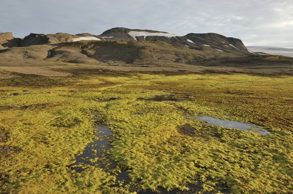 Pingo on tundra