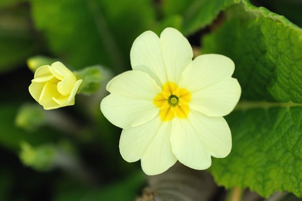 flowers-plants-found-in-temperate-forests-sciencing