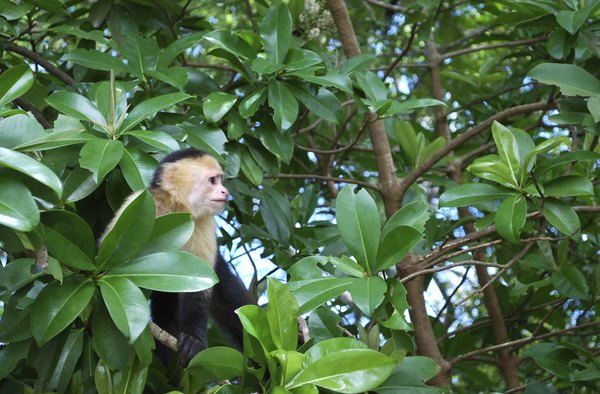 Central American Rainforest.