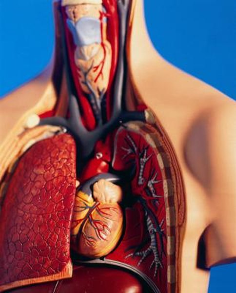 What Happens to the Circulatory System During Exercise? | Live Well