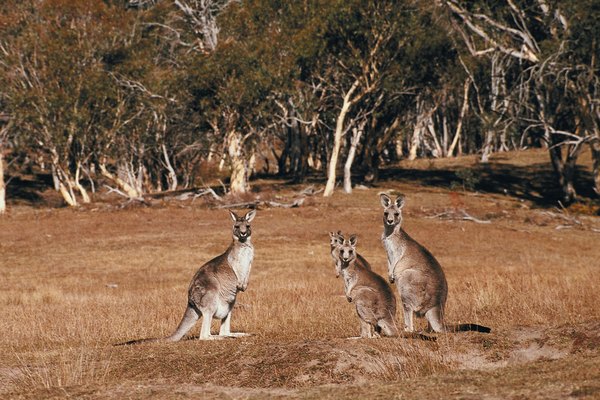 Photo Credit: Jupiterimages/Photos.com/Getty Images Marsupials