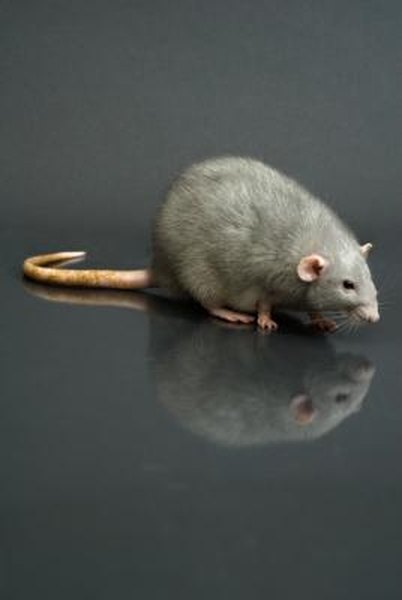 How To Know If You Have Rats In The Ceiling An Apartment Building How To Know If You Have Rats In The Ceiling An Apartment Building Home Guides Sf Gate
