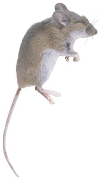What Is A Pinkie Mouse Animals Mom Me