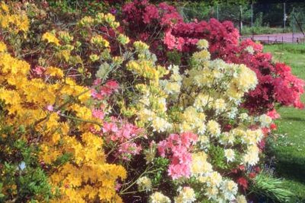 The Varieties Of White Evergreen Azaleas Home Guides Sf Gate