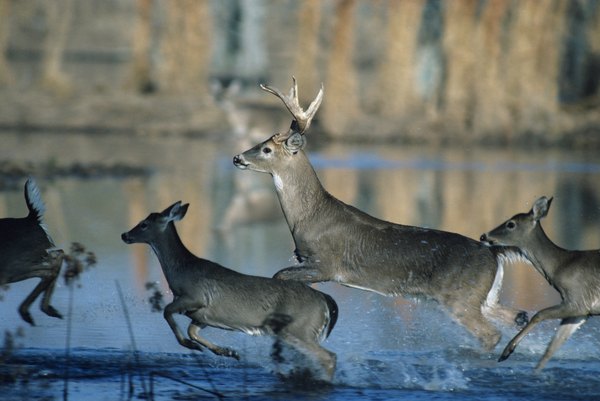 Plants and Animals of the Blue Ridge Region