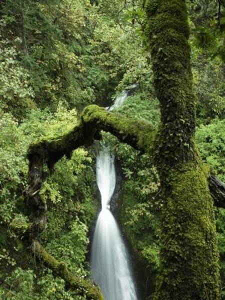 What Kills Lichen Moss On Trees Shrubs Home Guides Sf Gate