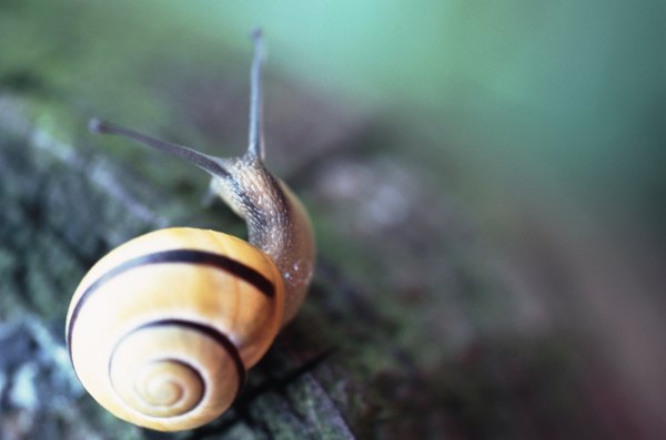 Snails grow larger shells.