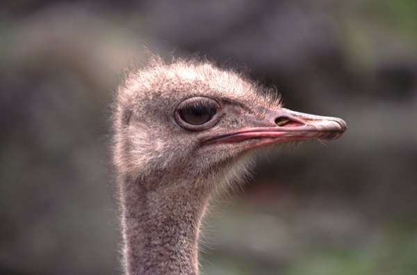 Close up of ostrich
