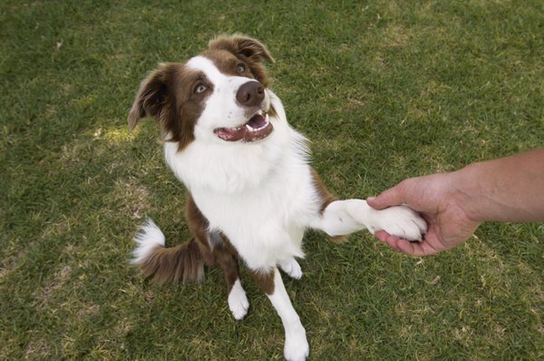 Border Collie