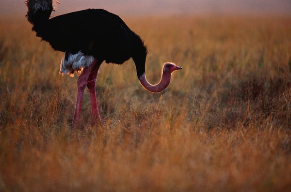 Ostrich grazing