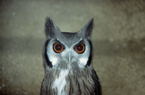 Owl.