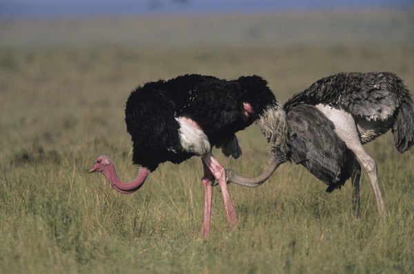 Ostrich in grass