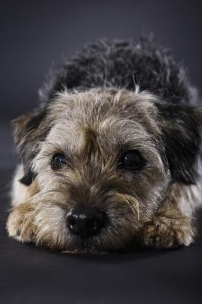 Grooming And Thinning A Border Terrier - Pets-1655