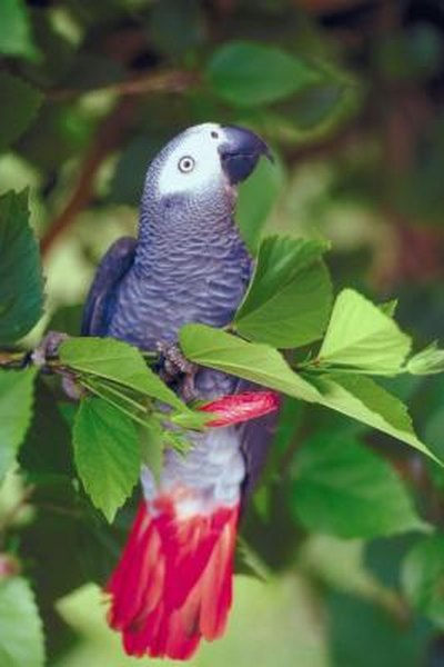 Calcium Foods for African Grey Parrots - Pets