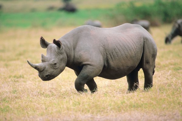 Are Rhinoceros Dangerous? | Animals - mom.me