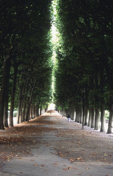 Uma das avenidas arborizadas para desfrutar o Jardim das Tulherias