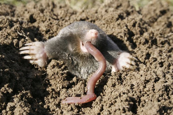 A mole eats an earthworm.