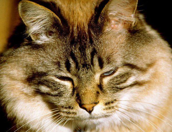 elevated-glucose-in-cats-pets