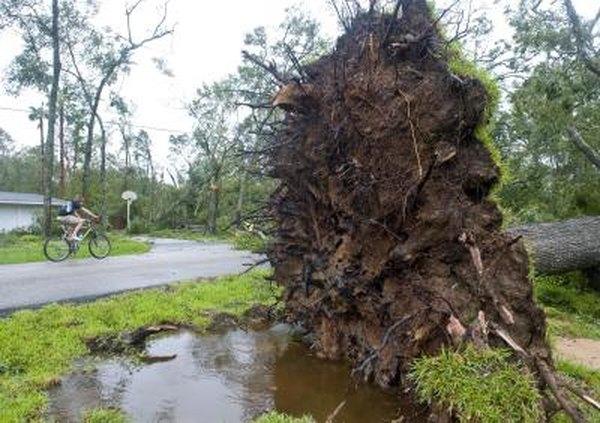 Will A Taproot Grow Back On Replanted Tree Home Guides Sf Gate Will A Taproot Grow Back On Replanted Tree