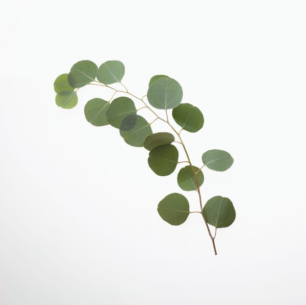 How To Care For A Eucalyptus Silver Dollar Plant Home Guides Sf Gate