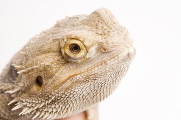 How To Build Your Own Vivarium For Bearded Dragons Animals Mom Me