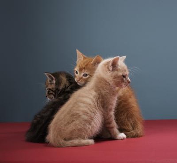 can-cats-get-pregnant-by-multiple-cats-pets