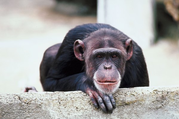 One study showed captive chimps seemingly closely watching an eclipse.