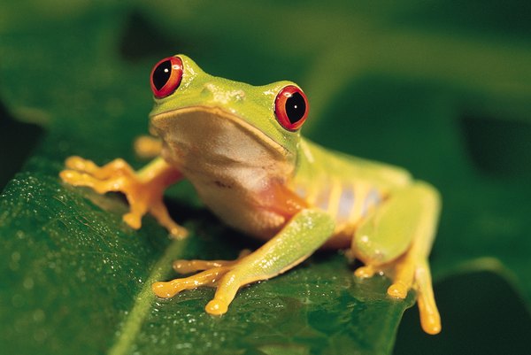 The Frogs of Germany | Animals - mom.me