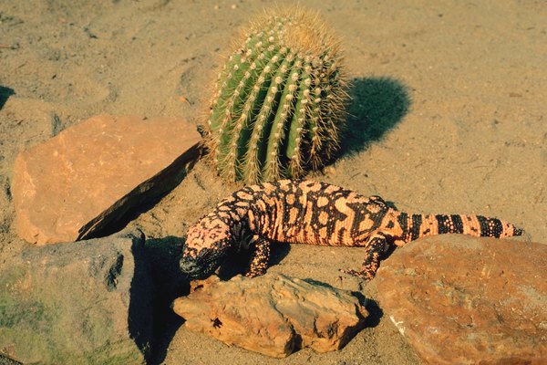 Cactus retain water inside their fleshy stalks, but make it hard to get at because of the curled sharp needle-like spines.