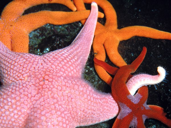 Sea stars are often found on coral reefs.