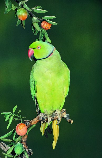 How Long Does the Indian Redneck Parrot Live? | Animals - mom.me