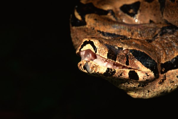 A Drooling Boa Constrictor | Animals - mom.me