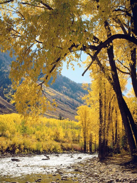 Photo Credit: Jupiterimages/Photos.com/Getty Images Riverside Birch