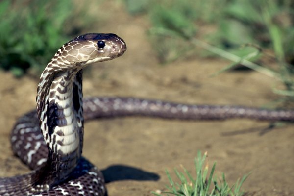 long cobra snake