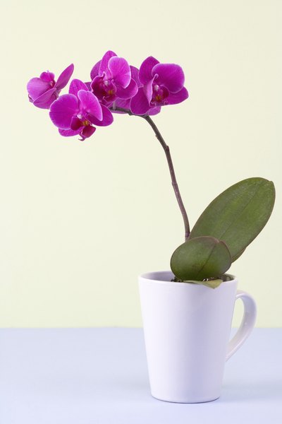 What To Do With An Orchid After The Flowers Fall Off Home Guides What To Do With An Orchid After The Flowers Fall Off Home Guides Sf Gate