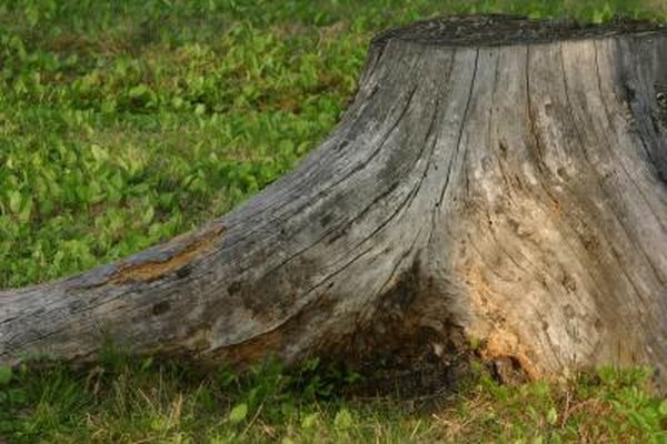How To Dig A Stump Out With Shovel Home Guides Sf Gate