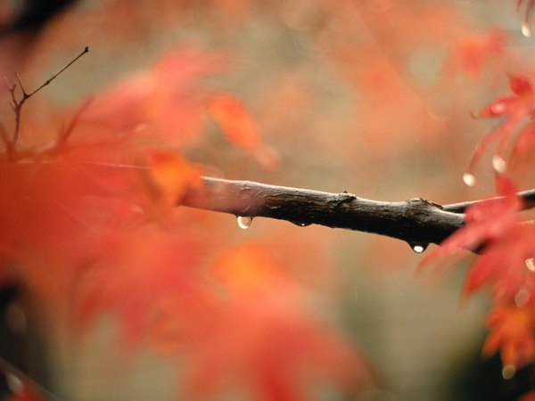 Red maple branch