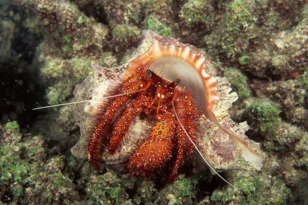 Hermit crabs find new homes.