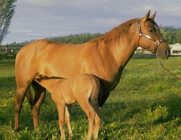 Horse Parasites & Worms | Animals - mom.com