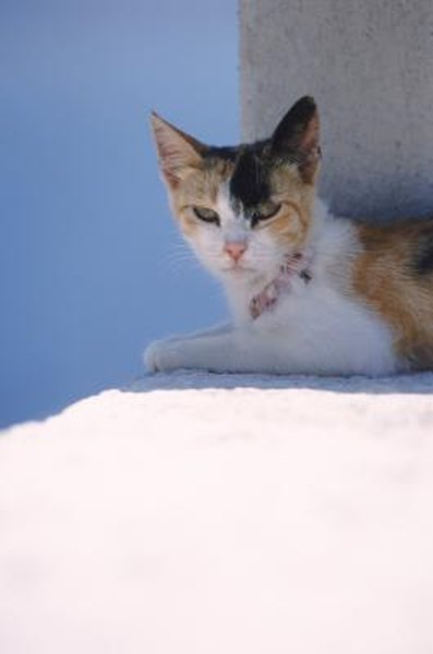 Meds With Therapy Calm Aggression In >> Aggression Medication For Cats Pets Meds With Therapy Calm Aggression In >> Aggression Medication For Cats Pets