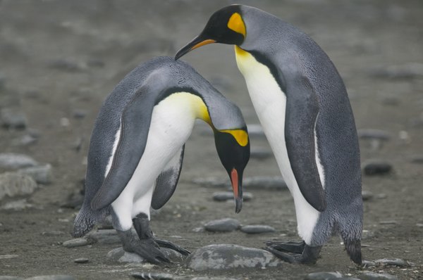 Penguins engage in a mating ritual.