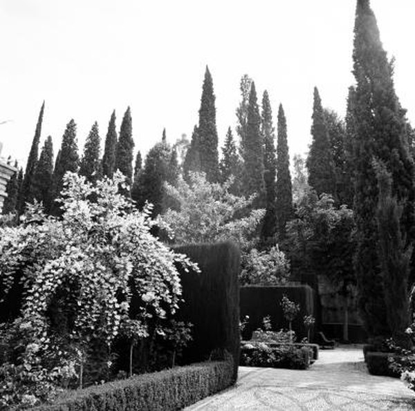 How Far Apart To Plant Italian Cypress Home Guides Sf Gate